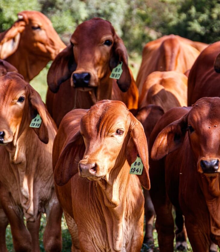 exportação de carne